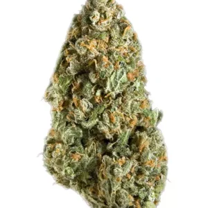 Fleur Mango Haze Hybride Tropicale