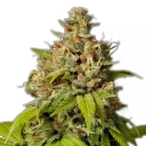 Fleur THC Durban Poison Sativa
