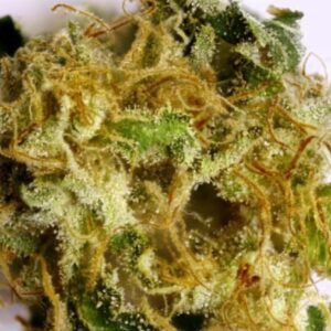 Alien cookies marijuana strain