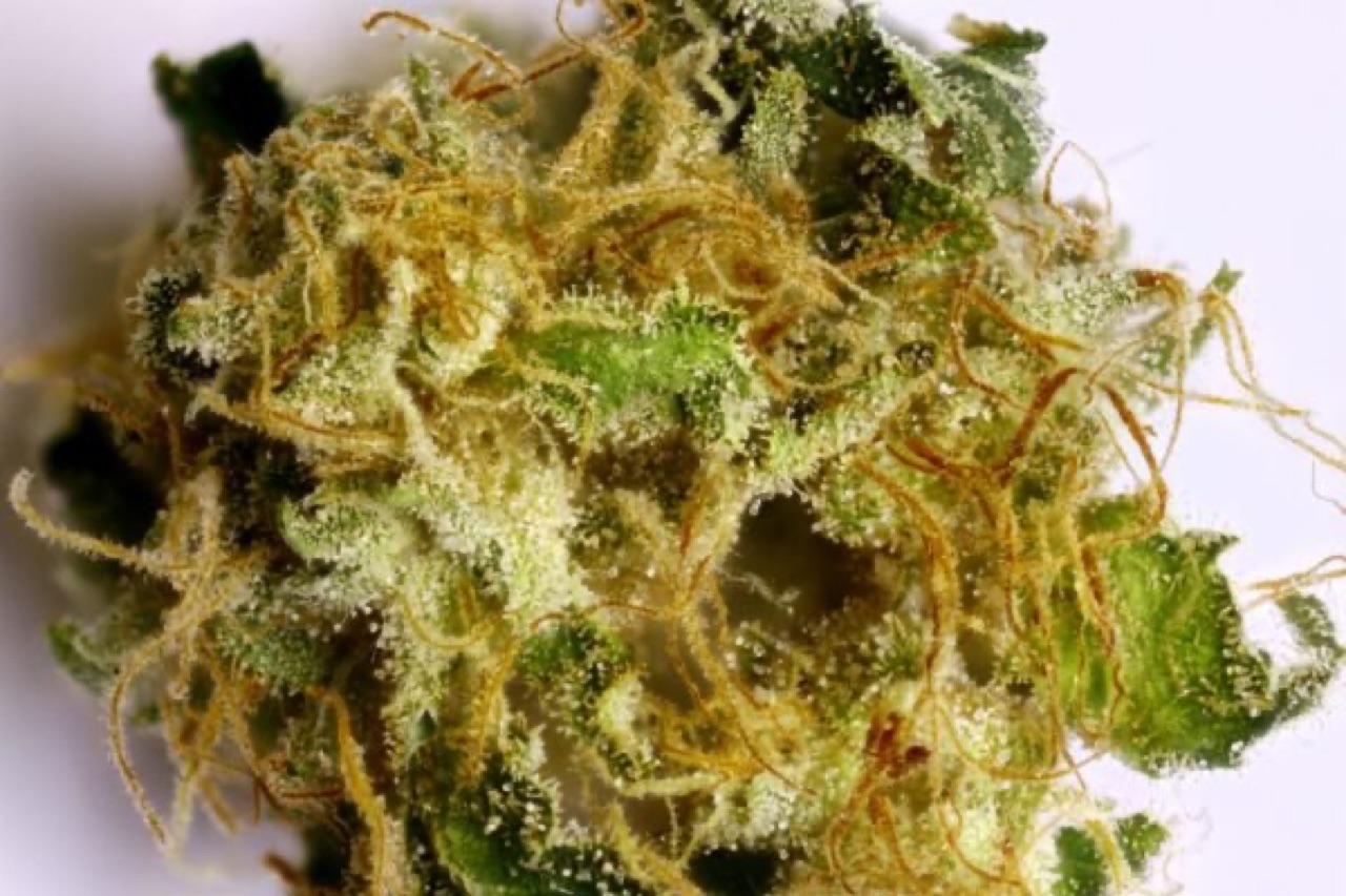 Alien cookies marijuana strain